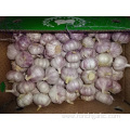 Fresh New Garlic Competitive Price